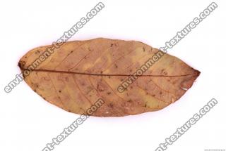 Photo Texture of Leaf 0014